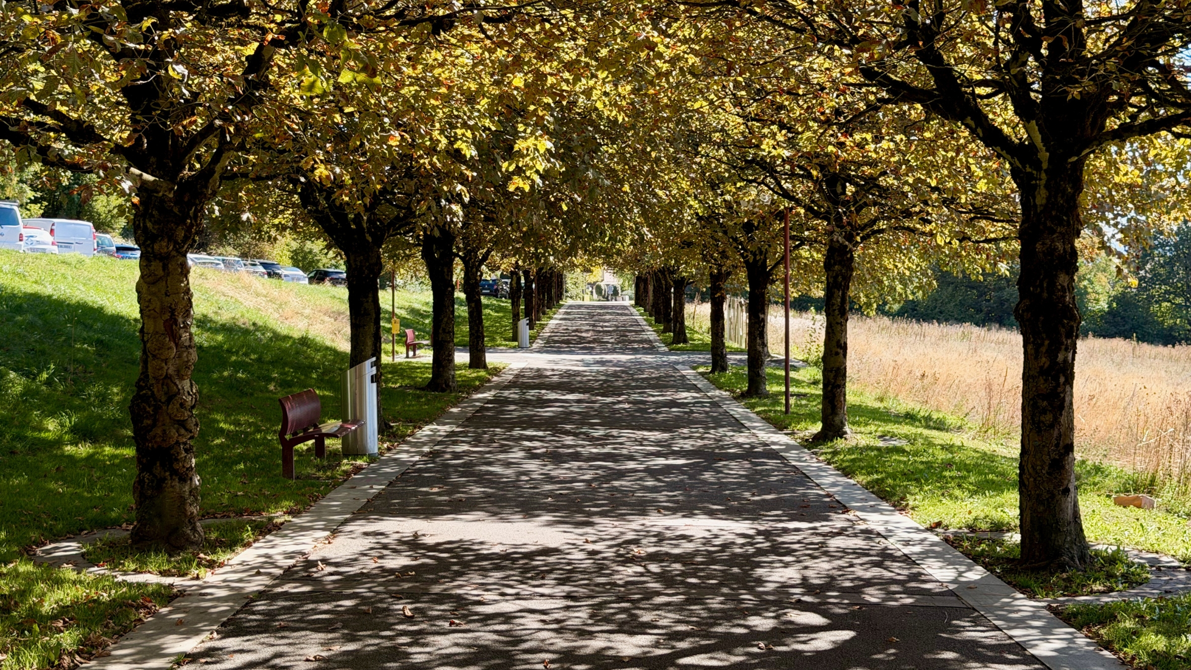 Allée arborée, Le Mont-sur-Lausanne